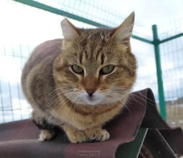 Ласковый мурлыка в Санкт-Петербурге фото 31