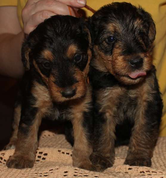 Щенки Эрдельтерьера в питомнике в Тюмени фото 15