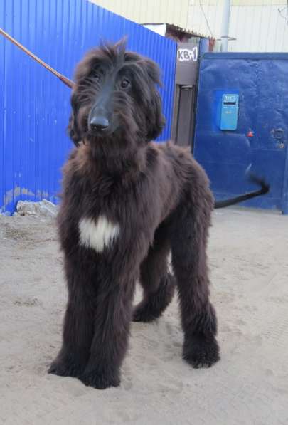 Молодой кобель афганской борзой в Чите фото 12