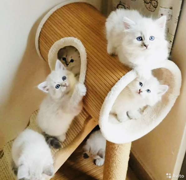 Невские котята Тэбби в Москве фото 4