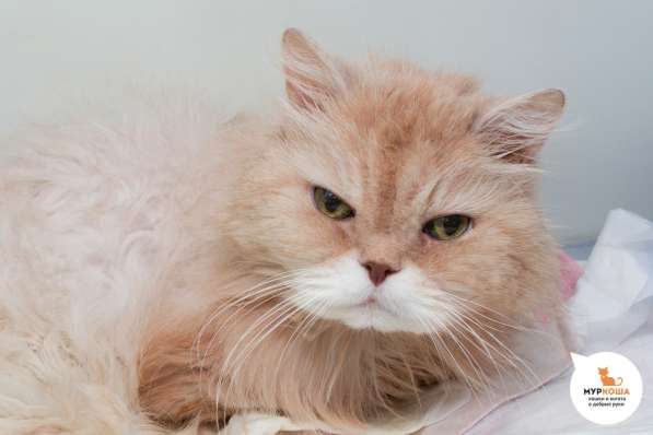 Вы запомните Тома на всю жизнь в Москве фото 3