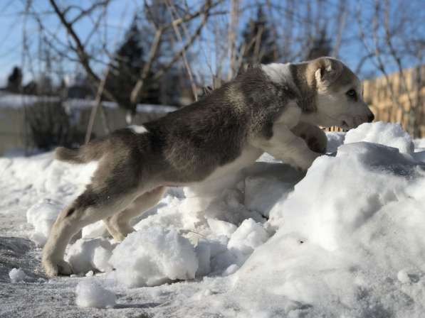 Щенок среднеазиатской овчарки (алабай) из питомника в Красноярске фото 4
