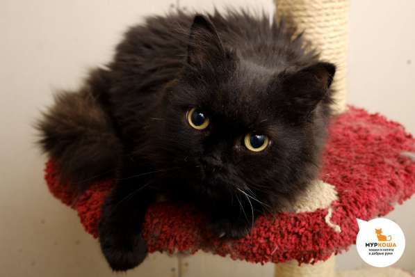 Котенок Бэтмен в Москве