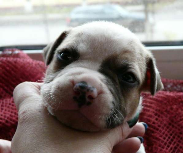 Щенки амстаффа в Красноярске фото 19