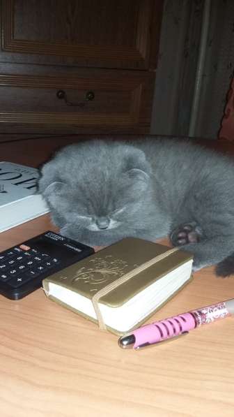 Котята бриташки вислоухий и прямоухий в Москве фото 4