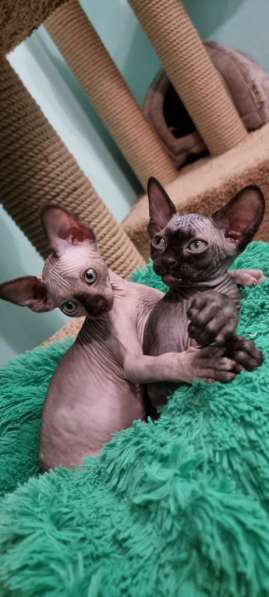 Канадский сфинкс котята в Москве фото 16