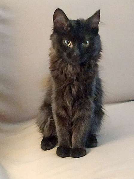 Маленькое чудо Яшенька,милейший черный котенок в добрые руки в Москве фото 4