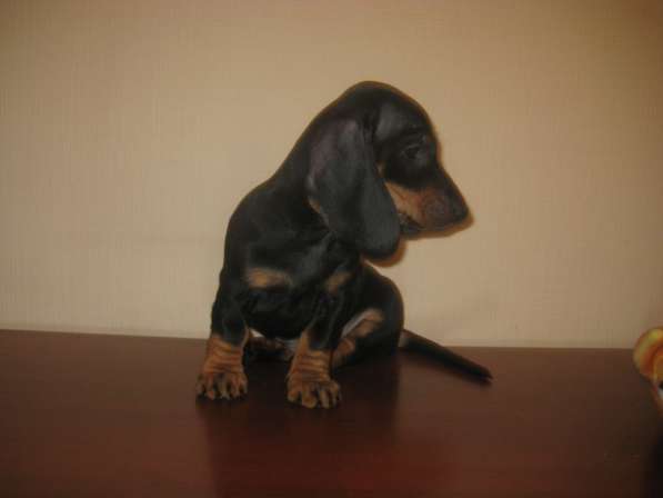 Щенок таксы стандартный в Москве фото 3