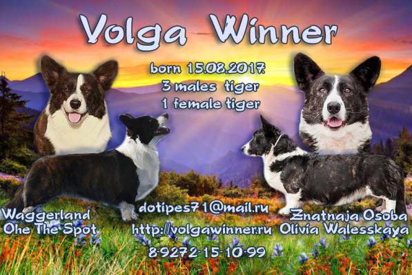 Шелти щенок в Тольятти фото 3