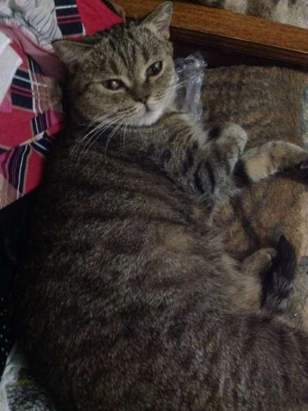 шотландские кошки в Москве фото 5