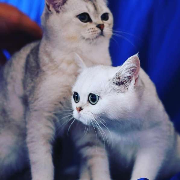 Британские шиншиллы в Санкт-Петербурге