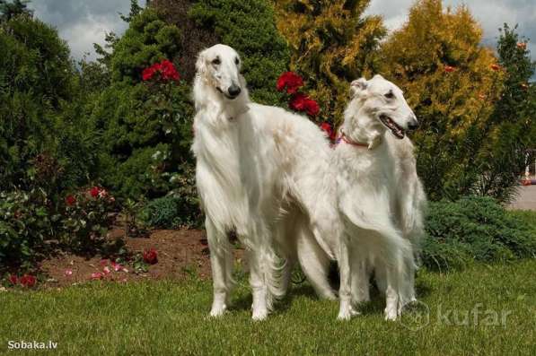 Русские Псовые Борзые в
