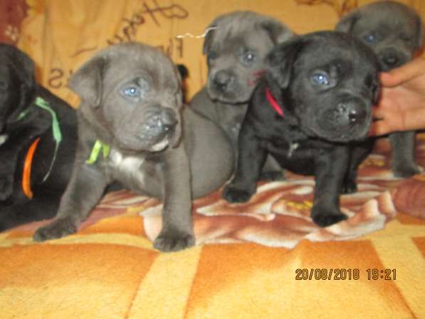 Малыши Корсики 3 мес в Москве фото 11