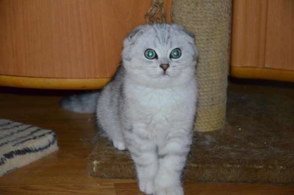 Шотландский котик с изумрудными глазками в Москве фото 4