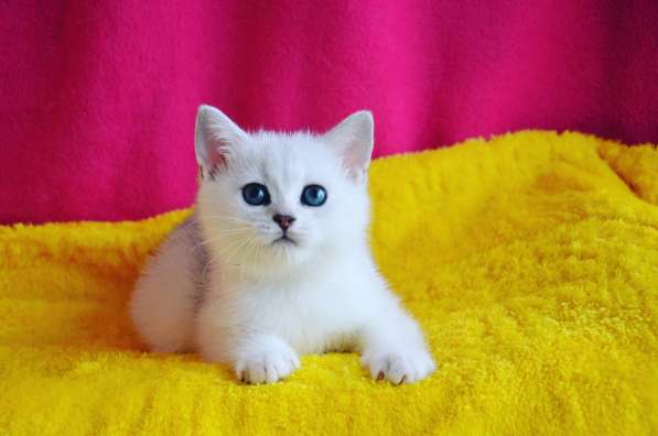 Продается котенок британец серебристая шиншилла в фото 4