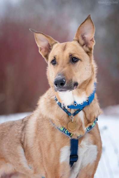 Лавр ищет дом в Москве фото 42