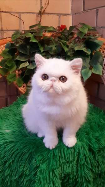 МЕГА ласковый экзотический котенок в состоятельную семью в Вологде фото 3