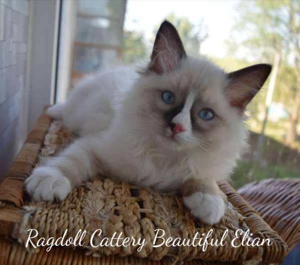 Котёнок рэгдолл в Санкт-Петербурге фото 15