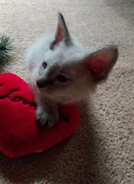 Элитный кудрявый котенок Герман-Рекс мальчик в Санкт-Петербурге фото 32