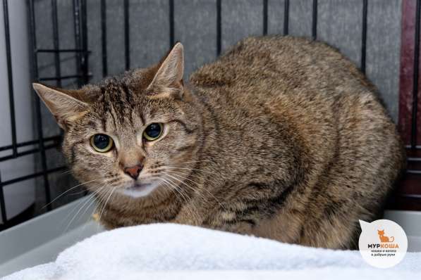 Робкая Беатриче мечтает оказаться чьим-то счастьем в Москве фото 3