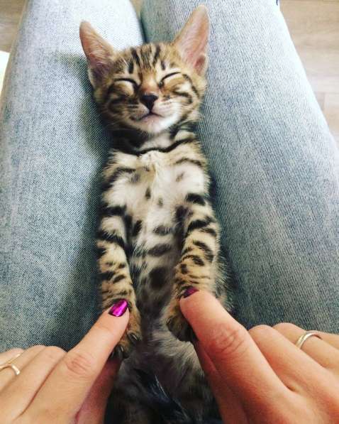Бенгальские котята в фото 17