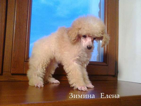 Мальчик карликового пуделя абрикосового окрас в Москве фото 3