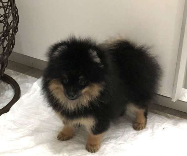 Шпиц померанский