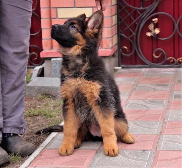 Щенки овчарки Питомник в фото 19