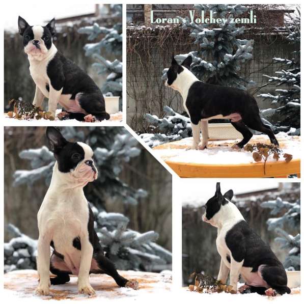 Бостон терьер - щенки от Чемпионов в Санкт-Петербурге фото 6