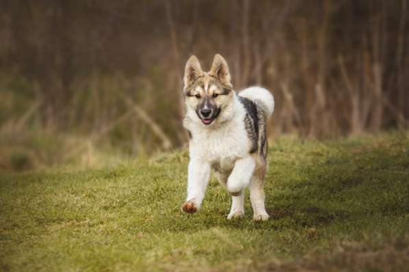 Щенок Ося ищет доброго хозяина! в Москве фото 10