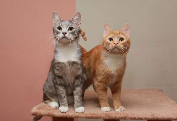 Идеальная пара — котик Ганс и кошка Булочка. В добрые руки
