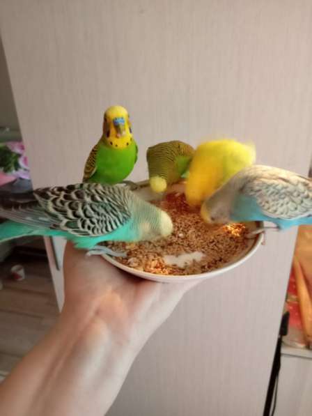Волнистые попугаи -Получехи