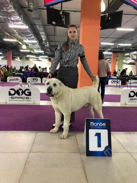 Вязка кобeль СAО Алабай в Балашихе фото 3