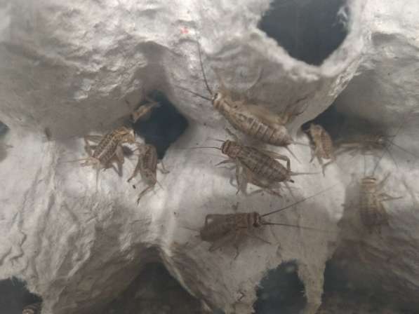 Сверчок домовой (кормовые насекомые) в Гатчине