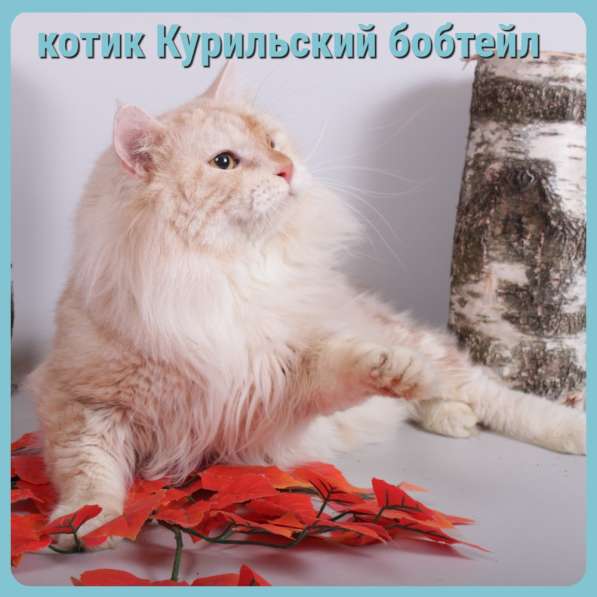 Котята разных пород и окрасов, алиментные котята в Москве фото 9
