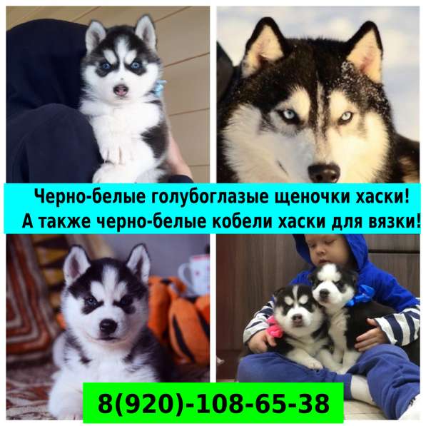 Голубоглазые щенки хаски