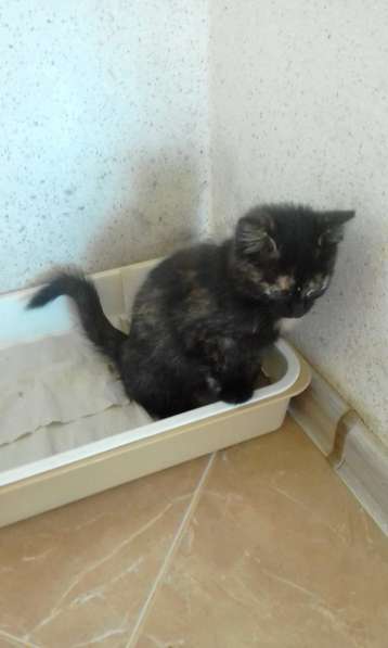 Два прекрасных котенка в Севастополе фото 12