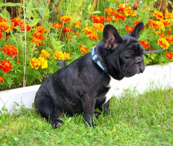 Подрощенные девочки (РКФ) в Москве фото 13