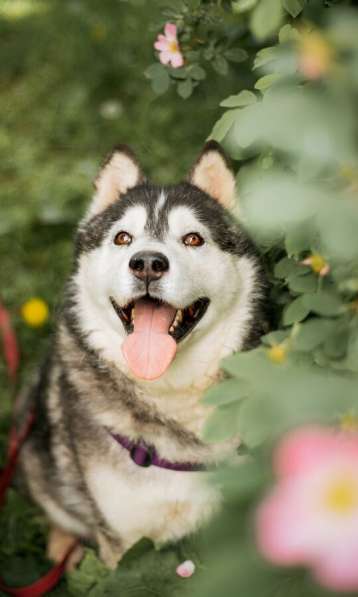 Канзи ищет дом. В добрые руки