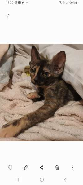 Котята ищут маму-папу в фото 5