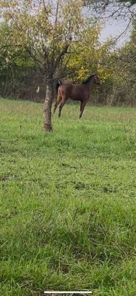 Продам кабылку