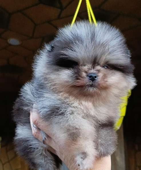 Pomeranski Mini Shpic Pomeranian Spitz Померанские Мини шпиц в фото 19