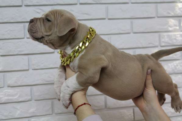 Шикарные щенки Американ Булли покет в фото 7