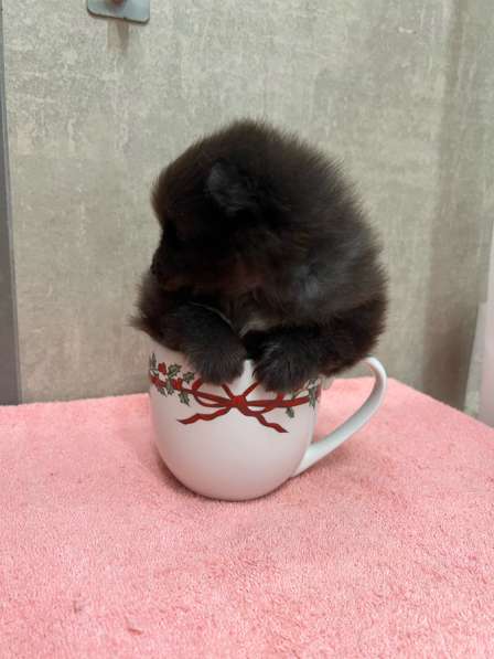 Шпиц, щенок померанского шпица