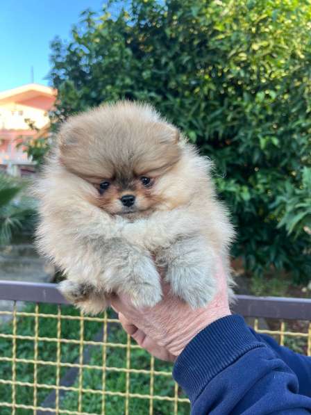 Pomeranian в Раздольном