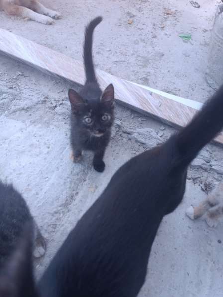 Котята даром в Керчи фото 6