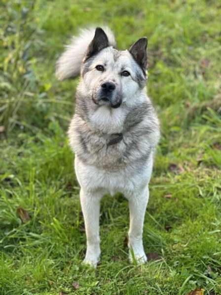 Молодой пёс ждет своего хозяина! в Санкт-Петербурге фото 4