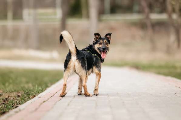 Малыш черный Перец в дар в Москве фото 4