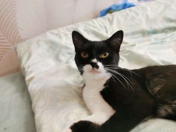 Кошечка в Дар в 