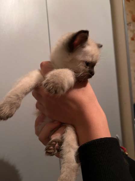 Котята в Воронеже фото 6